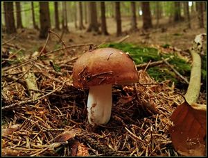 Klikni pro velký obrázek