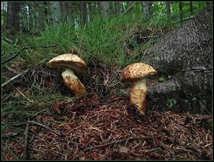 Klikni pro velký obrázek