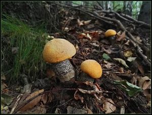 Klikni pro velký obrázek