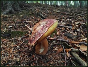 Klikni pro velký obrázek