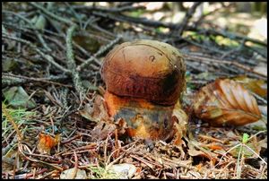 Klikni pro velký obrázek