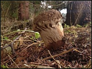 Klikni pro velký obrázek