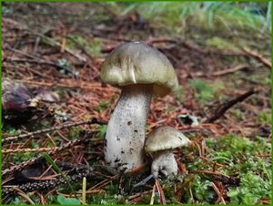 Klikni pro velký obrázek