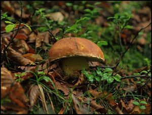 Klikni pro velký obrázek