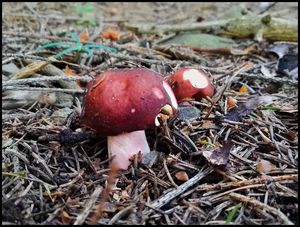 Klikni pro velký obrázek