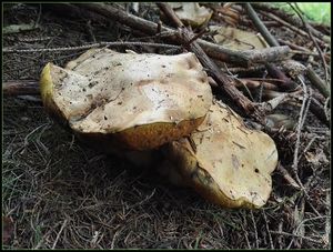 Klikni pro velký obrázek