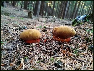 Klikni pro velký obrázek