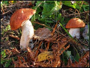 Klikni pro velký obrázek