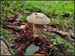 Klikni pro velký obrázek