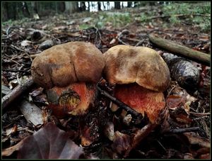 Klikni pro velký obrázek