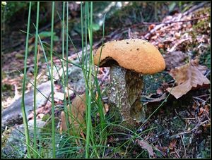 Klikni pro velký obrázek