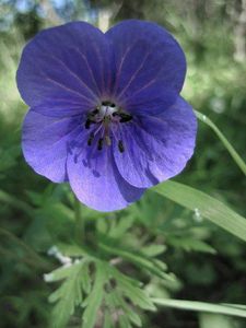 Kakost luční (Geranium pratense)