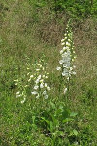 Náprstník červený (Digitalis purpurea)