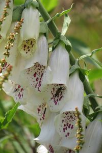 Náprstník červený (Digitalis purpurea)