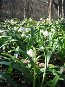 Bledule jarní (Leucojum vernum L.)