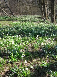 Bledule jarní (Leucojum vernum L.)