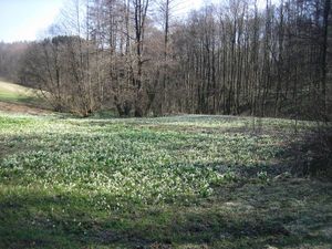 Bledule jarní (Leucojum vernum L.)