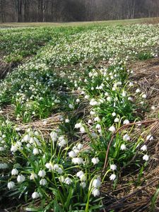 Bledule jarní (Leucojum vernum L.)