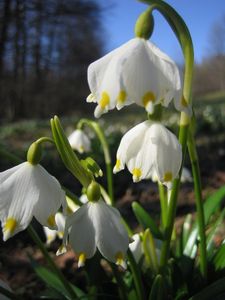 Bledule jarní (Leucojum vernum L.)