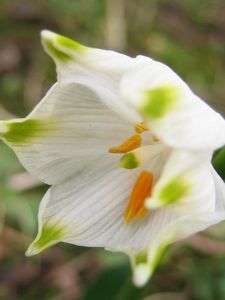 Bledule jarní (Leucojum vernum L.)