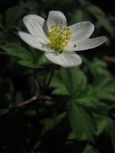 Sasanka hajní (Anemone nemorosa)