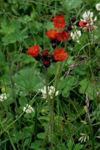 Jestřábník oranžový (Hieracium aurantiacum)