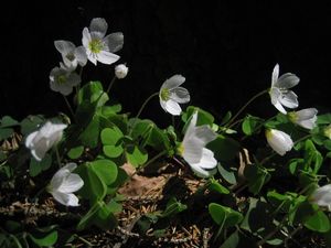 Šťavel kyselý (Oxalis acetosella)