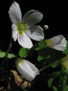 Šťavel kyselý (Oxalis acetosella)