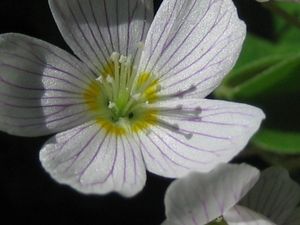 Šťavel kyselý (Oxalis acetosella)