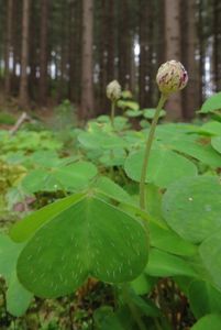 Šťavel kyselý (Oxalis acetosella)