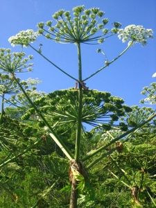 Bolševník velkolepý (Heracleum mantegazzianum)