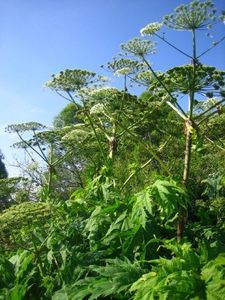 Bolševník velkolepý (Heracleum mantegazzianum)