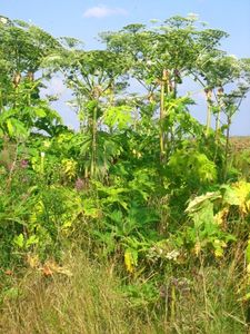 Bolševník velkolepý (Heracleum mantegazzianum)