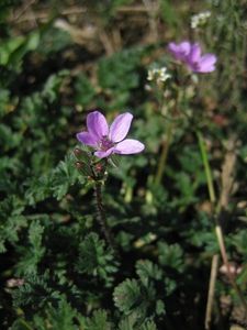 Pumpava rozpuková (Erodium cicutarium)