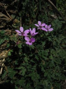 Pumpava rozpuková (Erodium cicutarium)