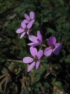 Pumpava rozpuková (Erodium cicutarium)