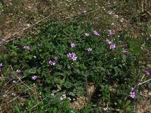 Pumpava rozpuková (Erodium cicutarium)