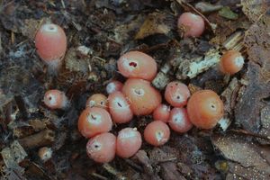 Klikni pro velký obrázek