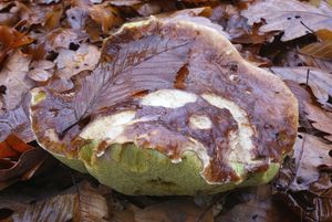 Klikni pro velký obrázek