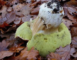 Klikni pro velký obrázek