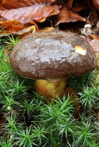 Klikni pro velký obrázek