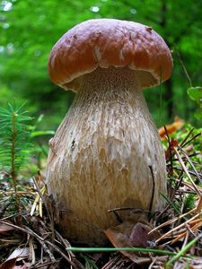 Klikni pro velký obrázek