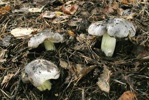 Čirůvka havelka - Tricholoma portentosum (Fr.) Quél.