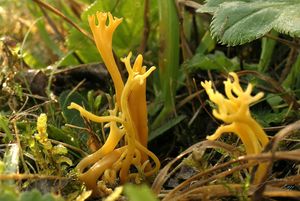 Kyjovečka růžkovitá - Clavulinopsis corniculata  (Schaeff.) Corner 1950