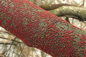 Rážovka rumělková - Nectria cinnabarina ( Tode.: Fr ) Fr.