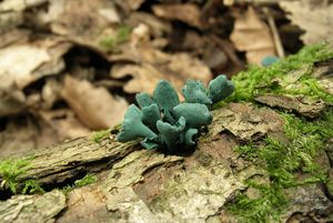 Zelenitka měděnková - Chlorociboria aeruginascens (Nyl.) Kanouse ex C.S. Ramamurthi, Korf & L.R. Batra 1958