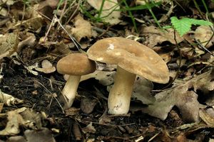 Ryzec křídlatovýtrusý - Lactarius pterosporus Romagn. 1949