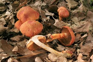 Pavučinec červenošupinný - Cortinarius (Leprocybe) bolaris (Pers.) Fr.