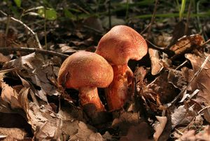 Pavučinec červenošupinný - Cortinarius (Leprocybe) bolaris (Pers.) Fr.