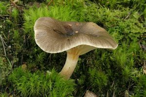 Šťavnatka pomrazka - Hygrophorus hypothejus  (Fr.) Fr. 1838